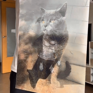 Cat flip image poster